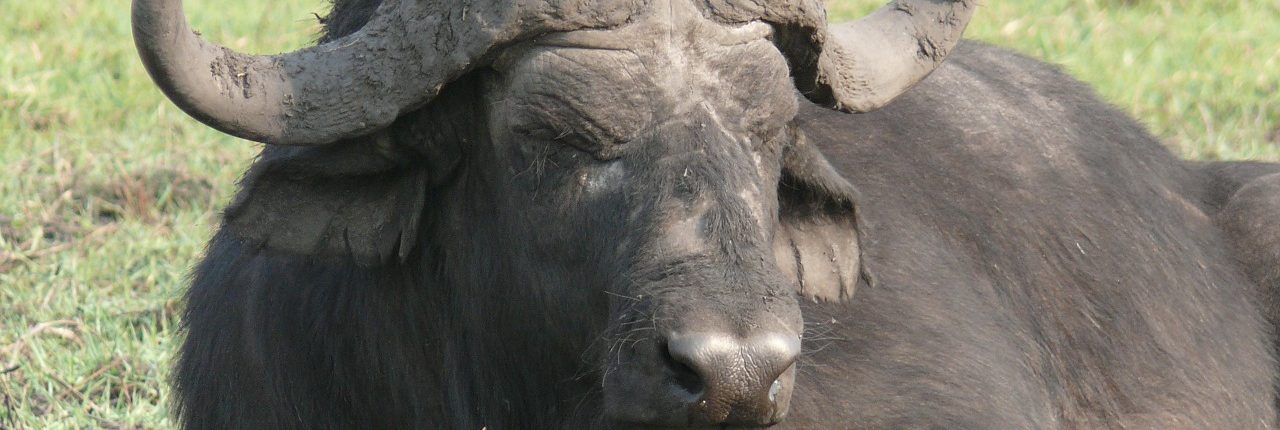 water-buffalo-334452_1280