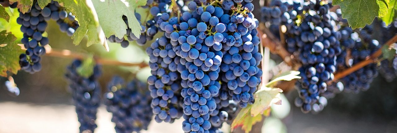 purple-grapes-553464_1280