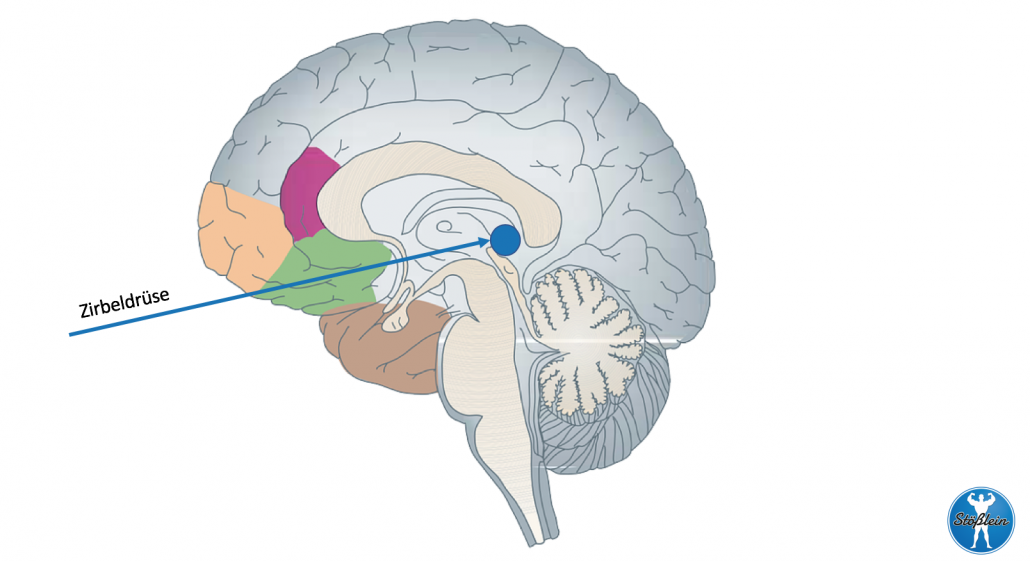 Zirbeldruse 2 0 Mein Drittes Auge