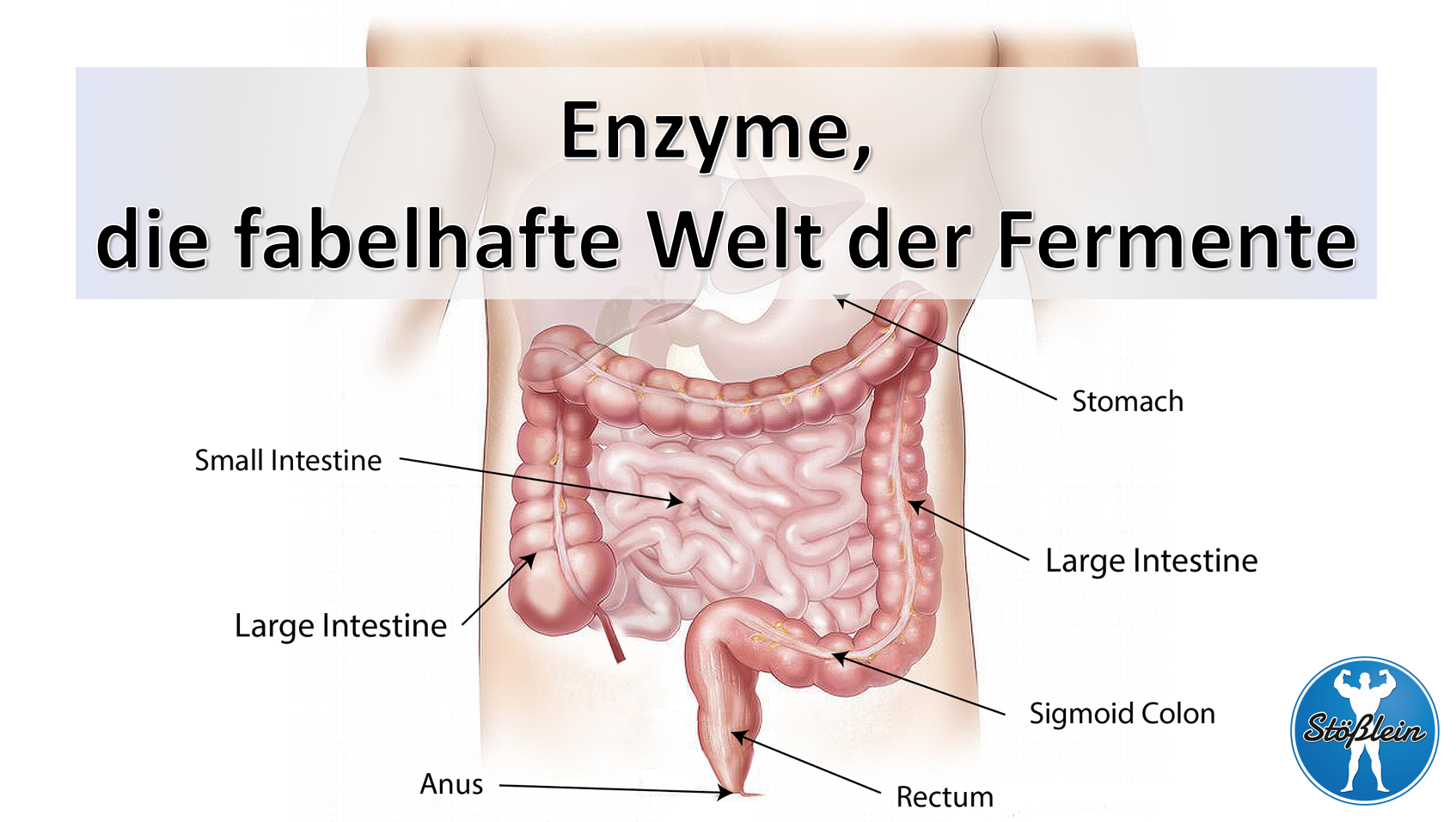 Enzyme – Die zauberhafte Welt der Fermente