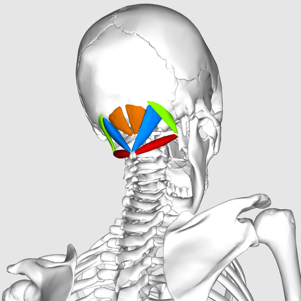 Suboccipital Muskeln 